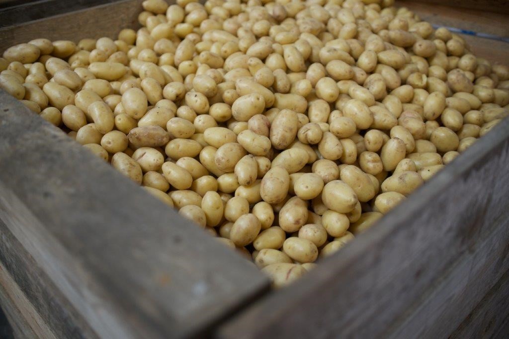 Potatis låda